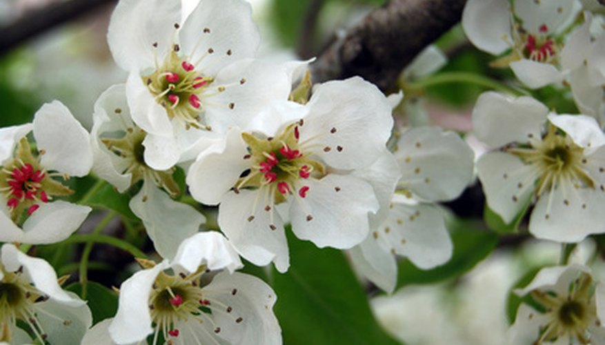 Pear blossoms have a long history of symbolism.