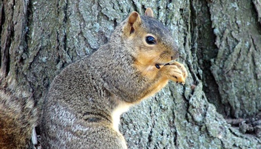 Squirrels have few gender-identifying traits.