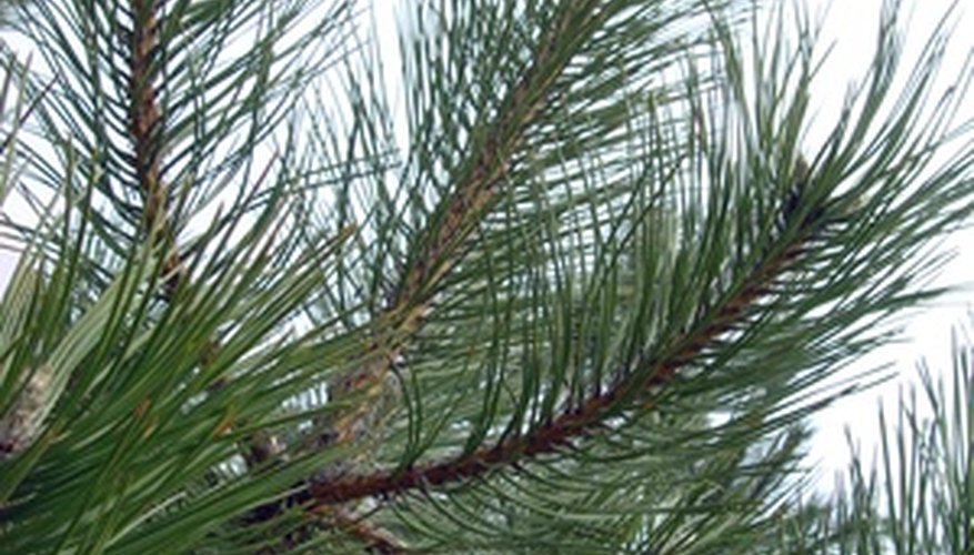 loblolly pine leaf