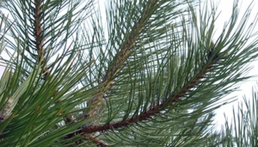 Long Needle Pine Tree