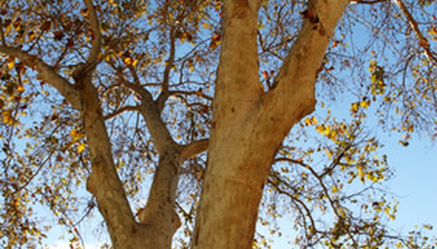 The sycamore tree has light-coloured bark.