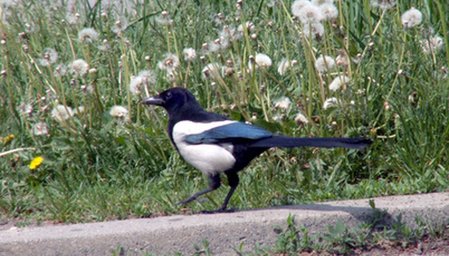Black-billed magpies are distinguished by their contrasting plumage and long slender tailfeathers.