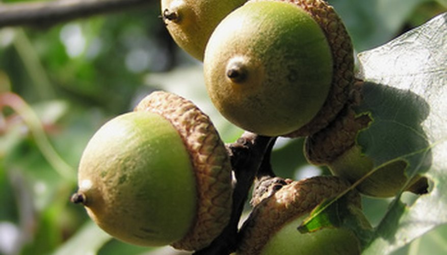 A cluster of acorns on an oak tree