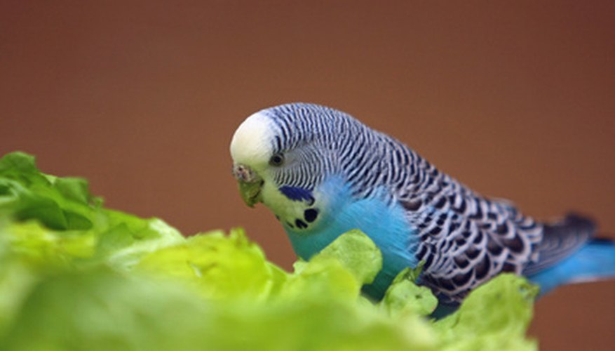 Although strokes are uncommon in parakeets, you should be aware of the symptoms.