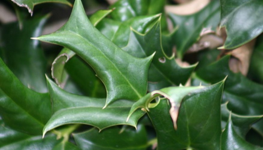 Leaves with yellow or brown spots may be infected with holly leaf spot fungus.