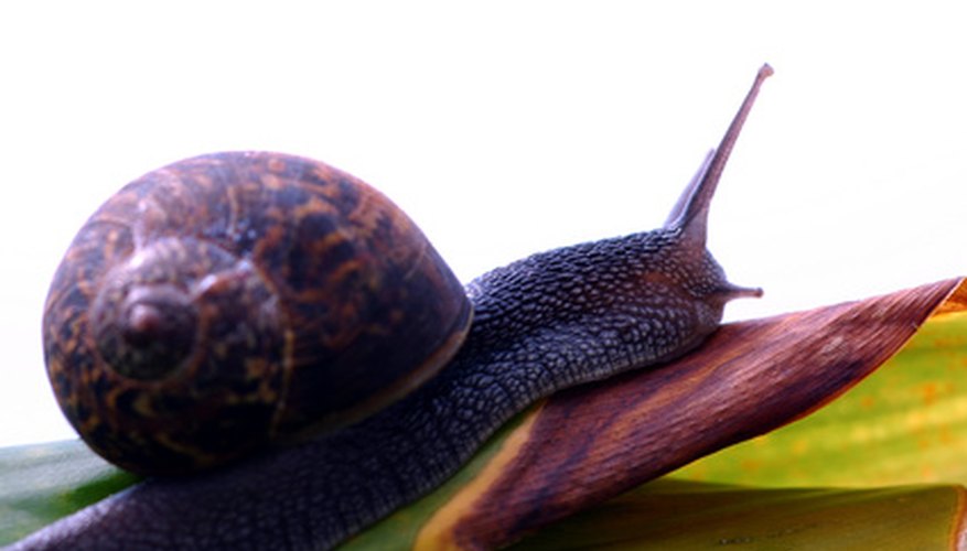 Was the 'hilazon' a snail?