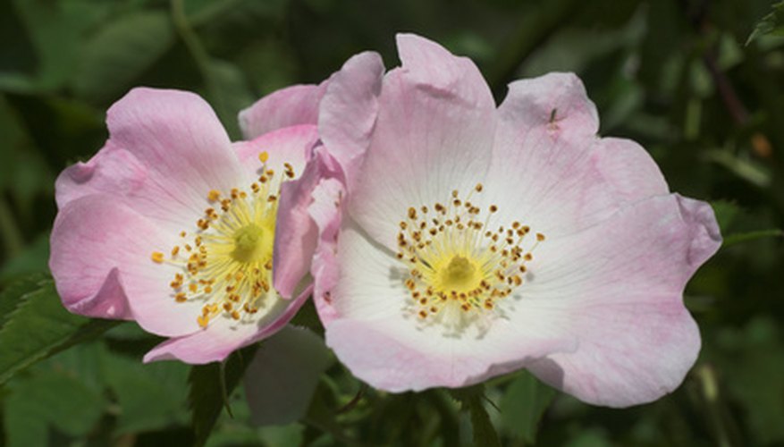 A Dog Rose, one of the many evergreen wild rose bushes