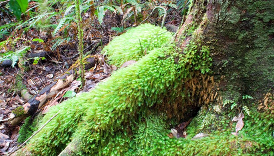 If moss invades your flower bed, you may need to amend your soil.