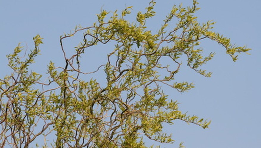 Curly willow is also called corkscrew willow.