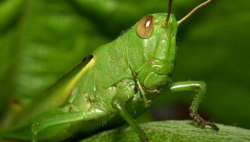 Structure of Grasshoppers | Sciencing
