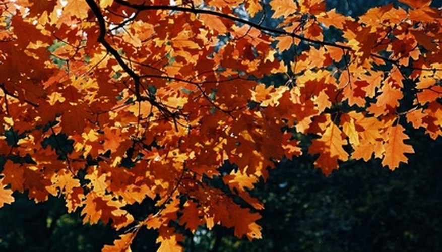 An oak in autumn.