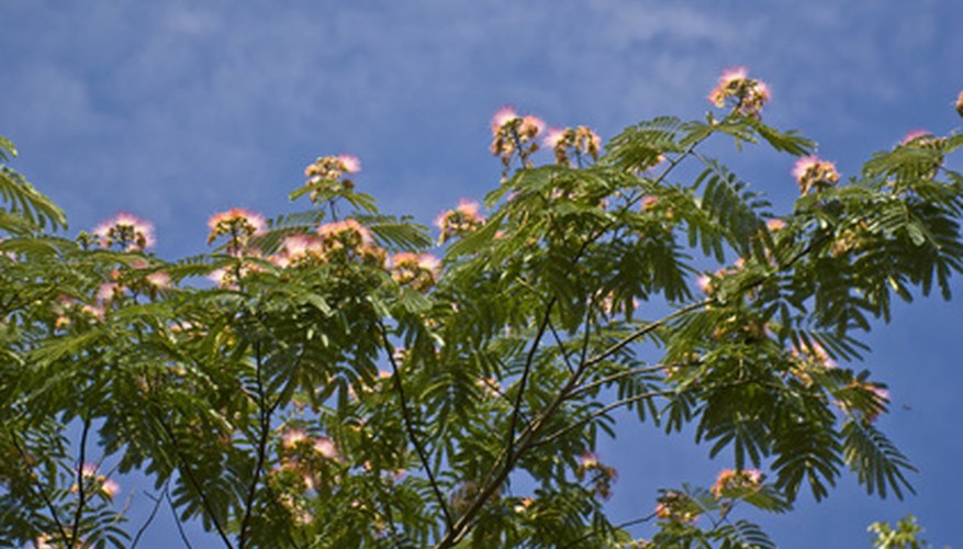 Mimosa trees are known for their unique pink blossoms.