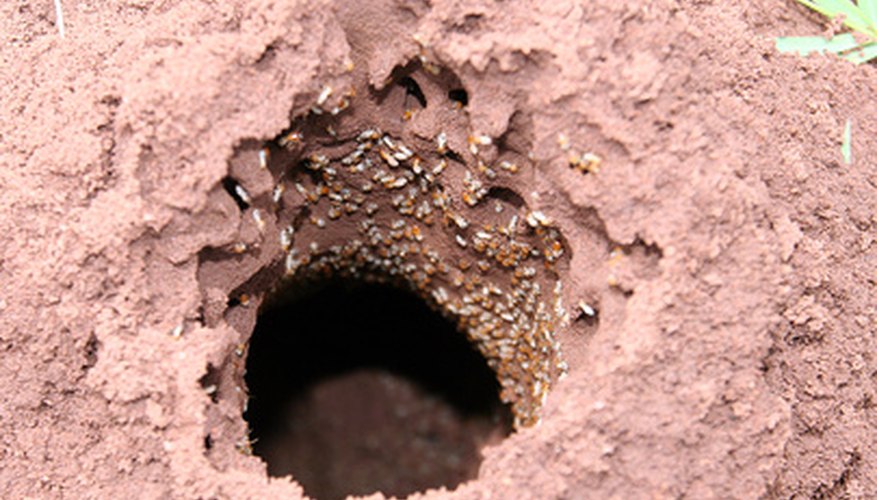 Termites can quite literally eat away your home if untreated.