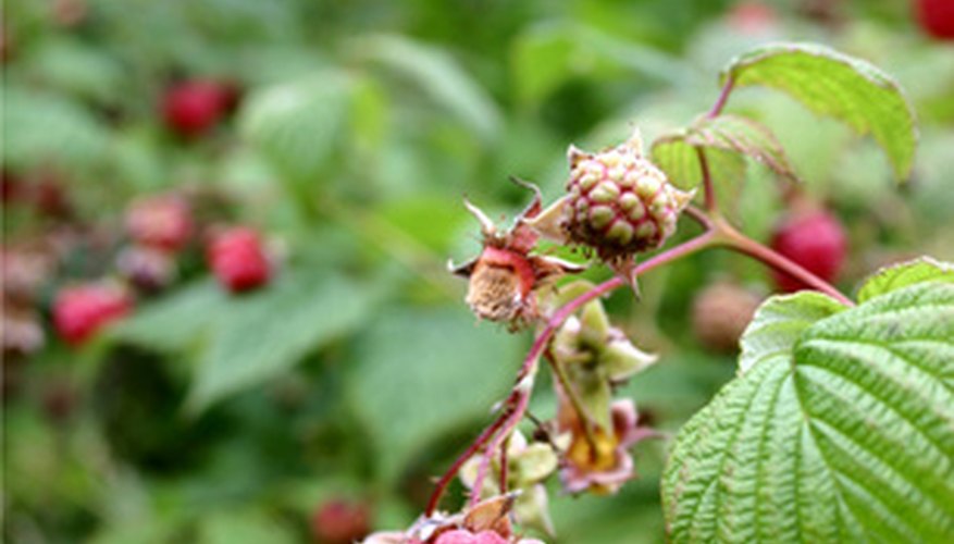 Get rid of overgrown raspberry patches