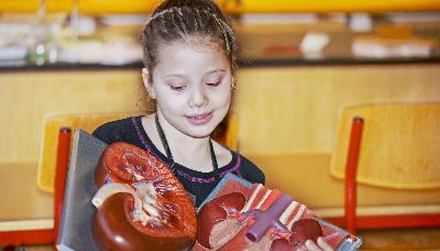 Science fair participants can build a model of a heart to demonstrate how the heart works.