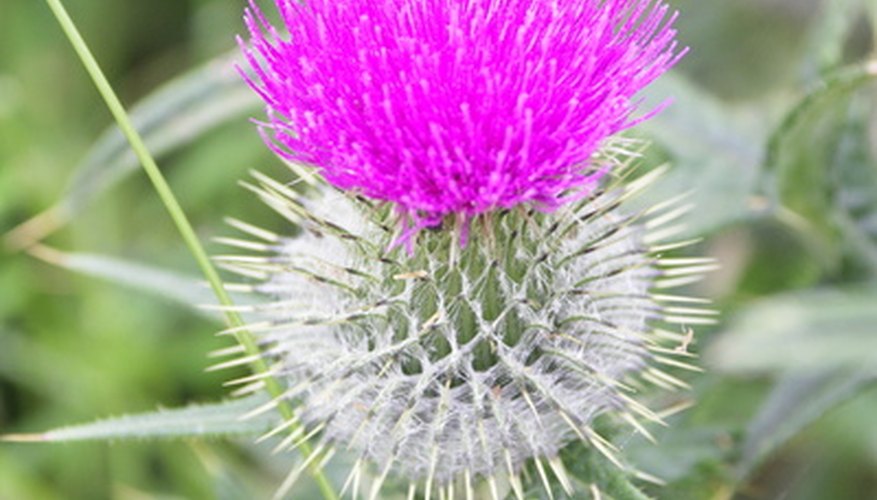 Carve a Scottish thistle or other significant design into your sgian dubh handle.