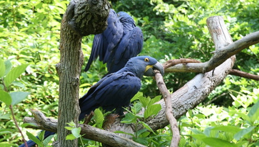 La Amazonia contiene más de la mitad de todas las especies de aves que se encuentran en Sudamérica.