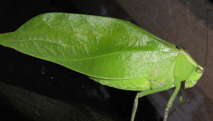 Diet of a Leaf Insect | Sciencing
