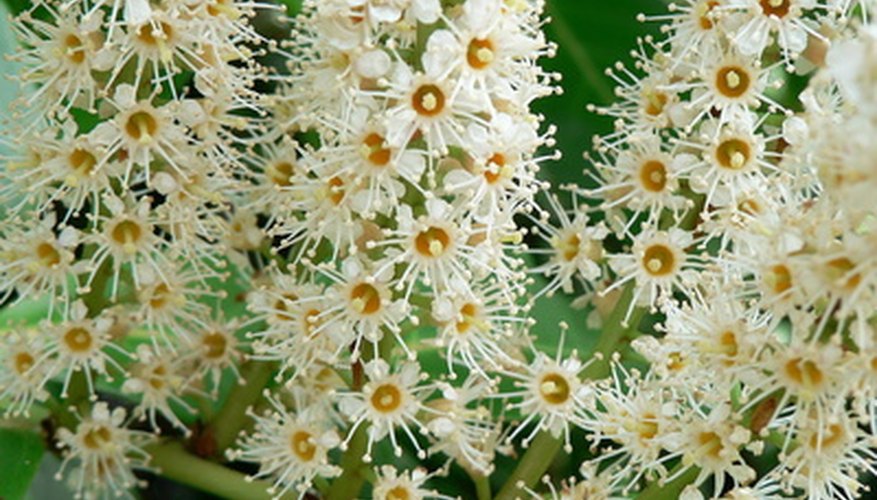Cherry laurel flowers are borne on 3 to 6 inch stems and carry a light, pleasant scent.