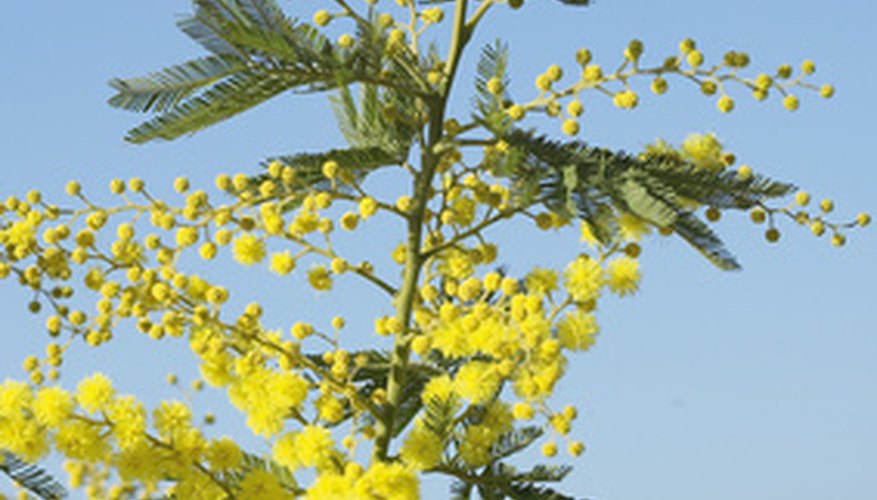 Mimosa hostilis has the same sensitive leaf as other mimosas.