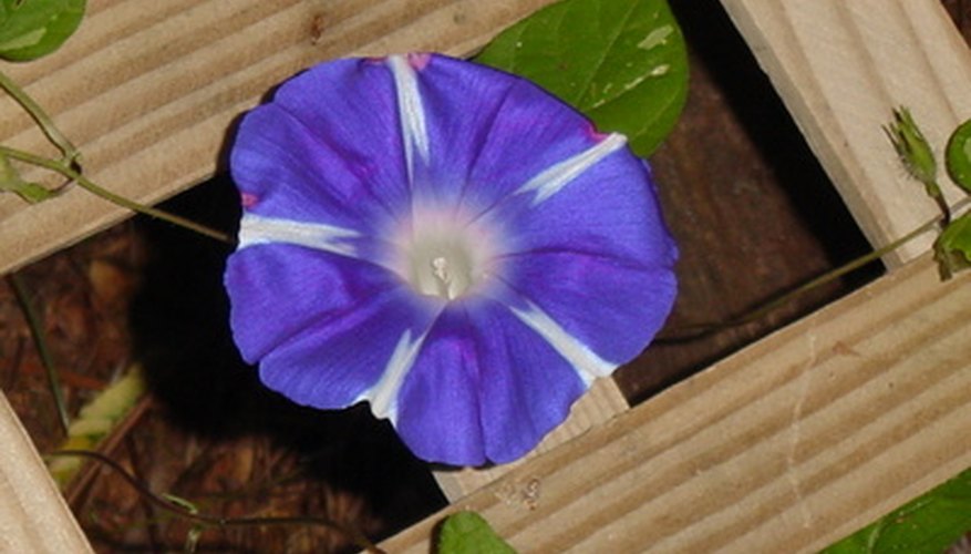 Morning glories are one of several types of flowers that open up with the sun.