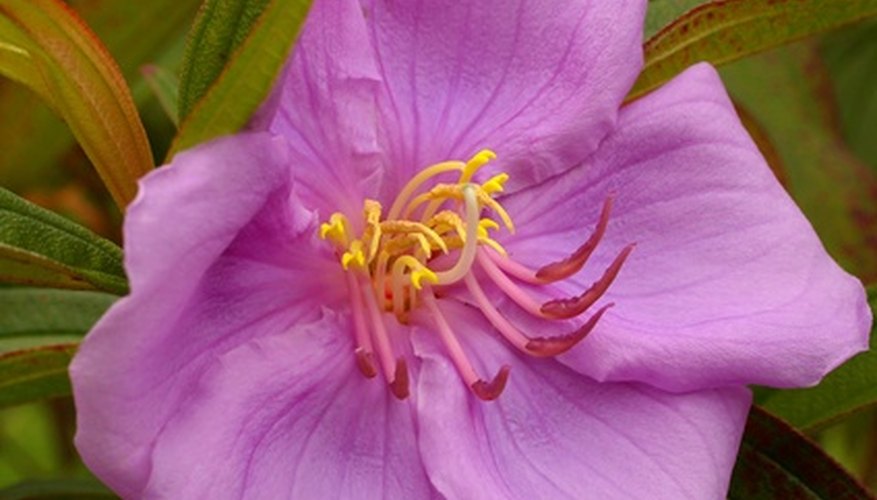 Tibouchina is hardy in U.S. Department of Agriculture Plant Hardiness Zones 8 through 12.