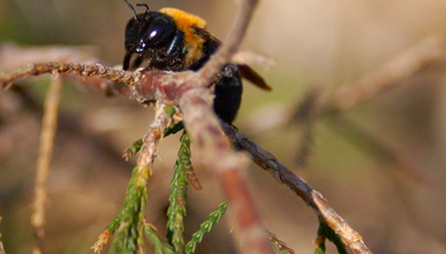 The carpenter wood bee looks similar to a bumblebee, with yellow and black colouration.