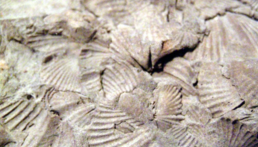 Seashell imprints show past marine life.