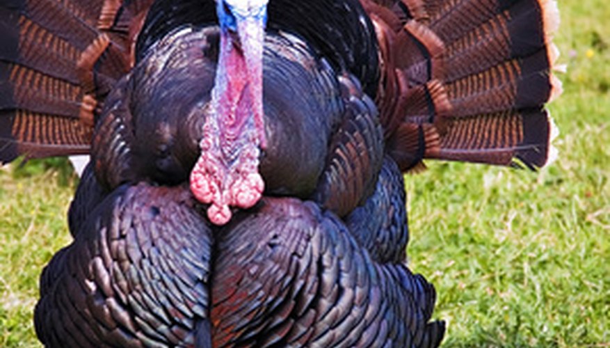 Host a turkey-themed potluck during Thanksgiving month.