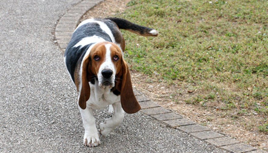 Basset hounds often suffer from ear infections because of their long, floppy ears.
