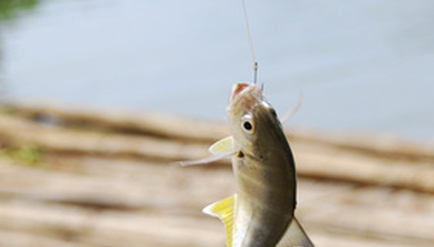 A good knot means that the fish won't swim off with your bait and tackle.