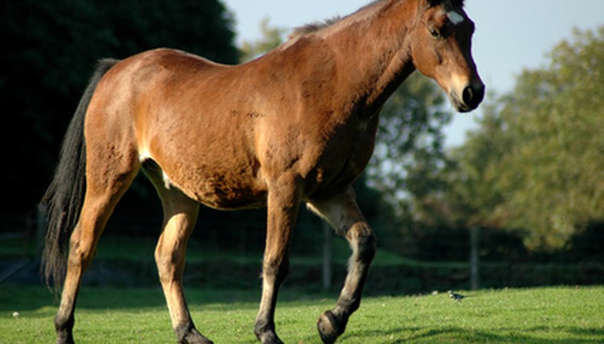 Rhythm Beads provide many benefits for your horse.