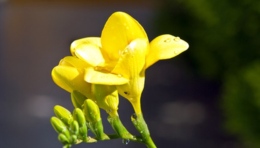 Freesia produce several flowers along a single stalk.