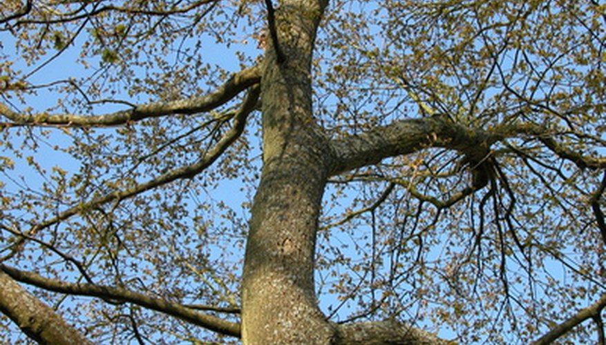 Oak is a hardwood often used for furniture.