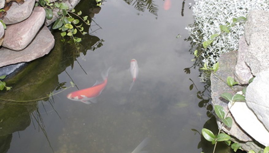 A backyard fish pond may be dangerous to fish if the correct products are not used.