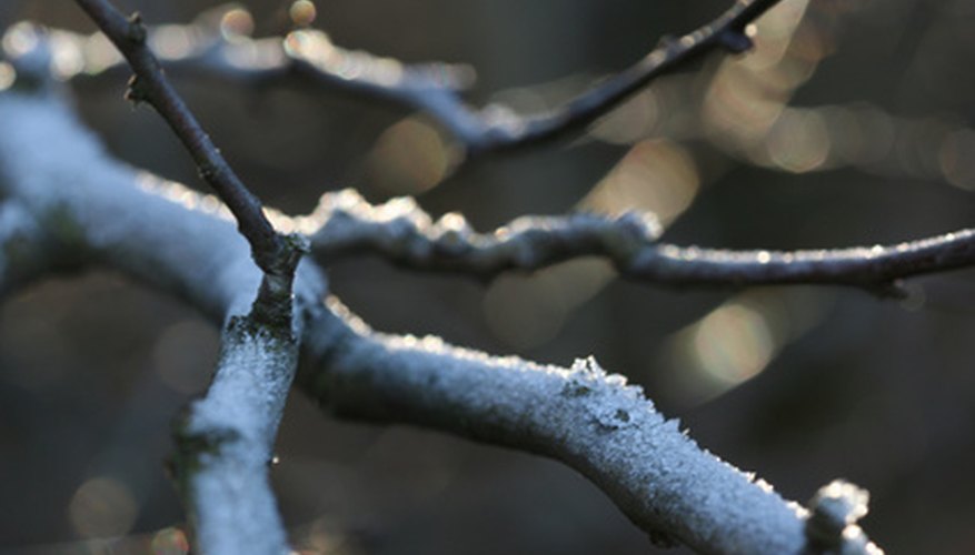 This white, cottony growth is found on the branches and trunk of the Pyracantha Coccinea.