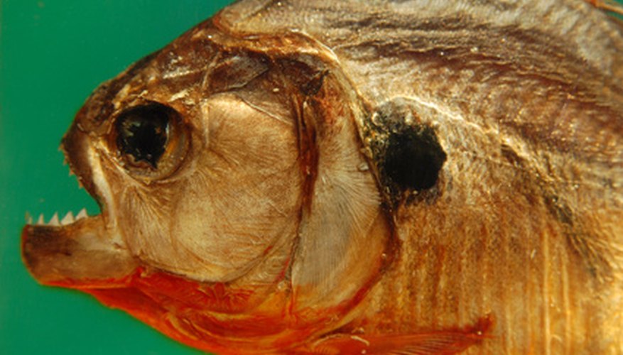 Piranhas thrive in rivers and lakes.