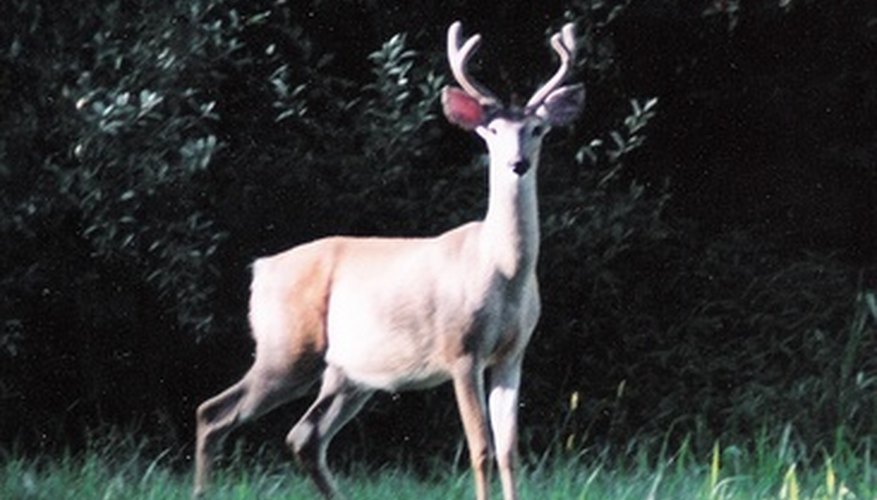 A properly tanned deer skin can add a warm and comfortable decoration to your home.