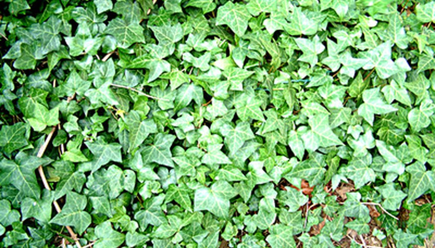 Keep your ivy healthy and disease-free.