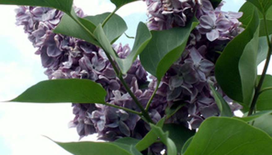 A potassium bicarbonate solution can be used to treat powdery mildew on lilacs and other plants.
