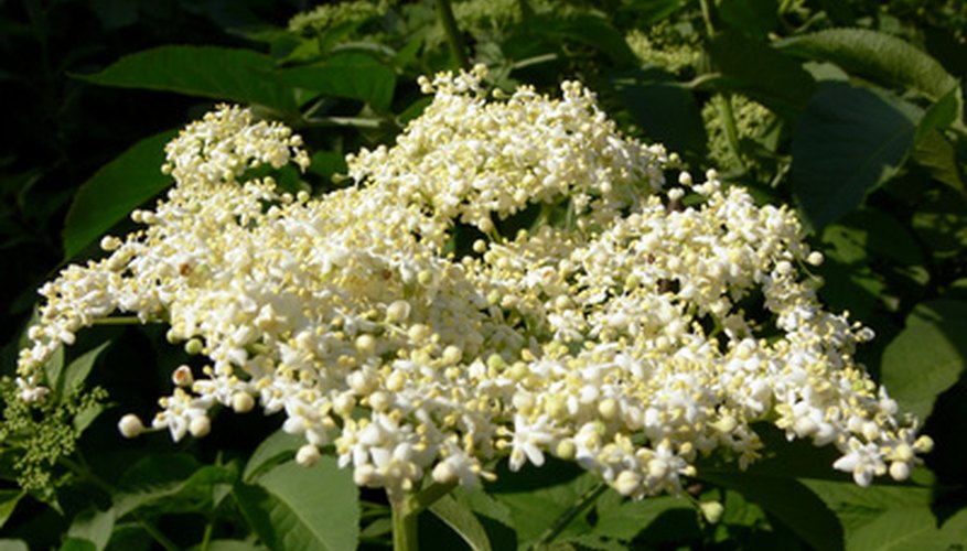 White elderflowers from the elderberry bush create the basis for cordial.