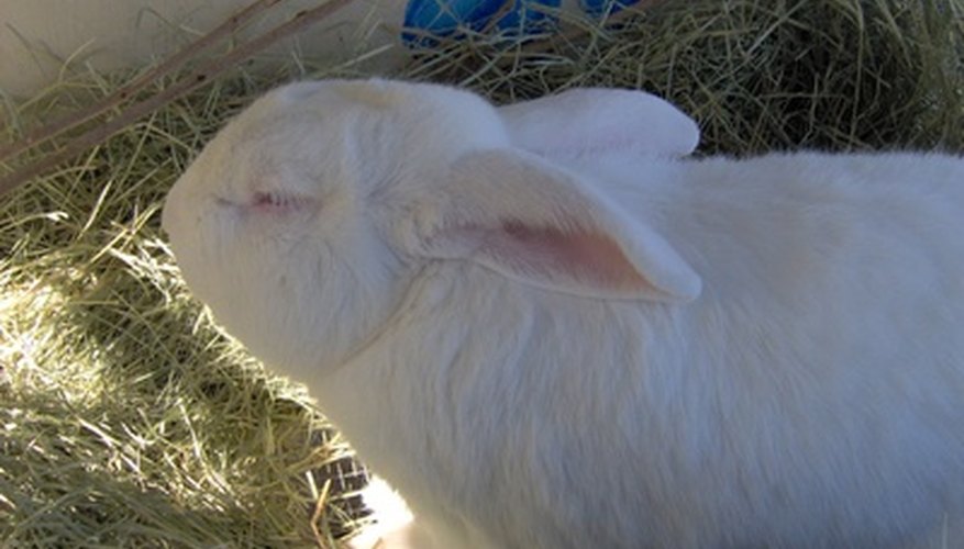 Rabbits should eat fresh fruits and vegetables daily.