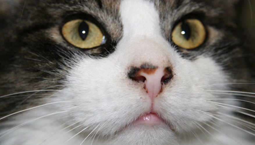 Fleas may try to escape flea products by crawling towards the cat's face.