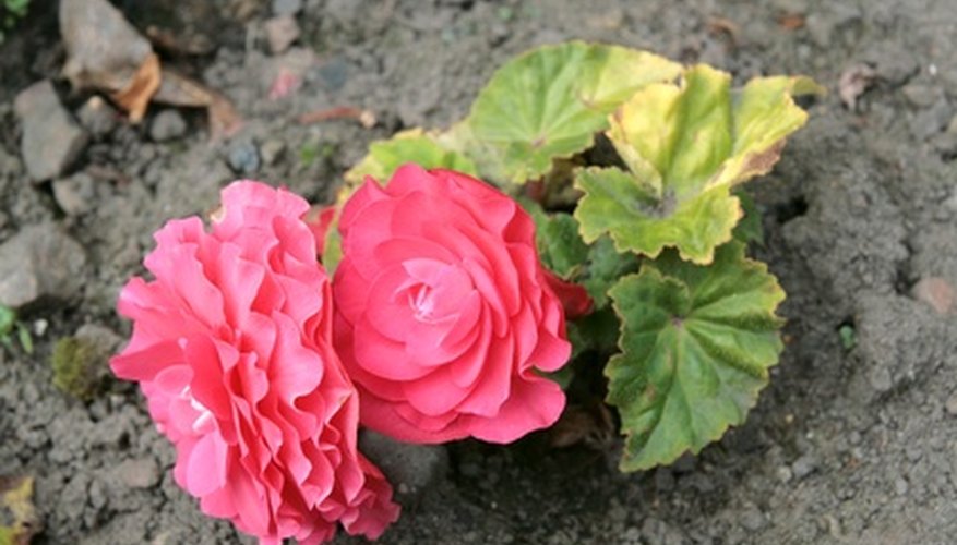 Begonias are toxic to dogs and cats.