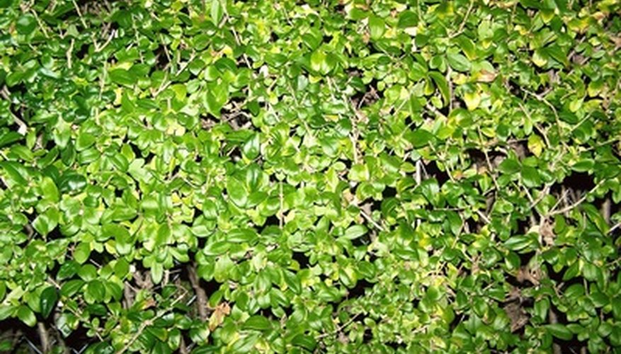 Fast-growing privet shrubs make excellent privacy screens.