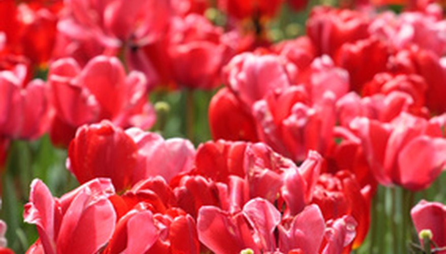 Tulips abound at the Boston Public Garden.