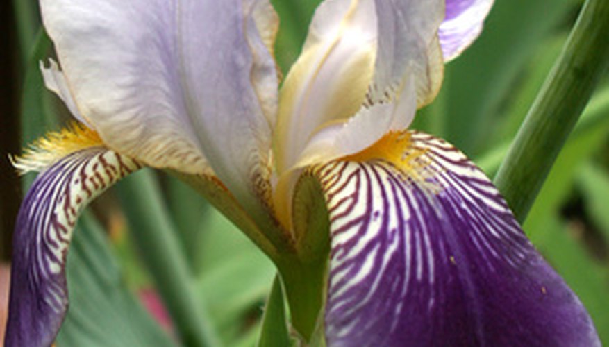 Iris can spread outside their intended space.