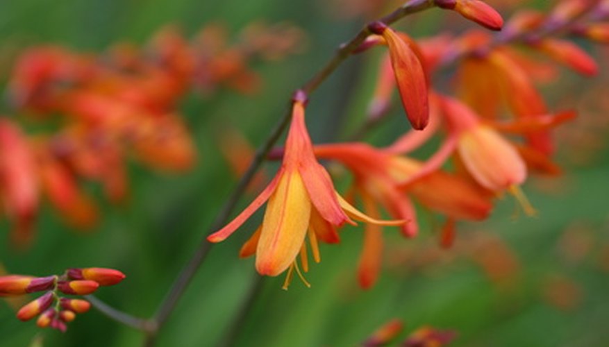 Crocosmia flowers in warm hues of  yellow to red shades.