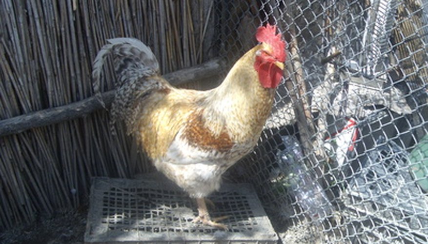 Bantams are smaller breeds of chickens.