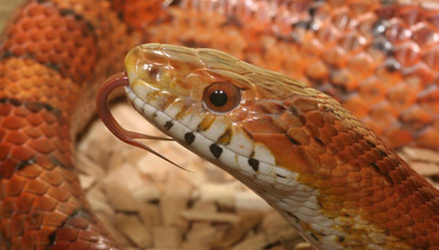 Corn snakes are popular pets for their beauty and ease of keeping.